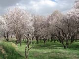 Qazvin