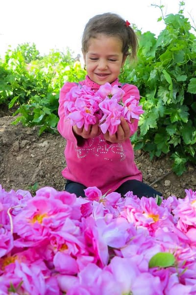 One-Day Rose Harvest & Rosewater Festival of Kashan