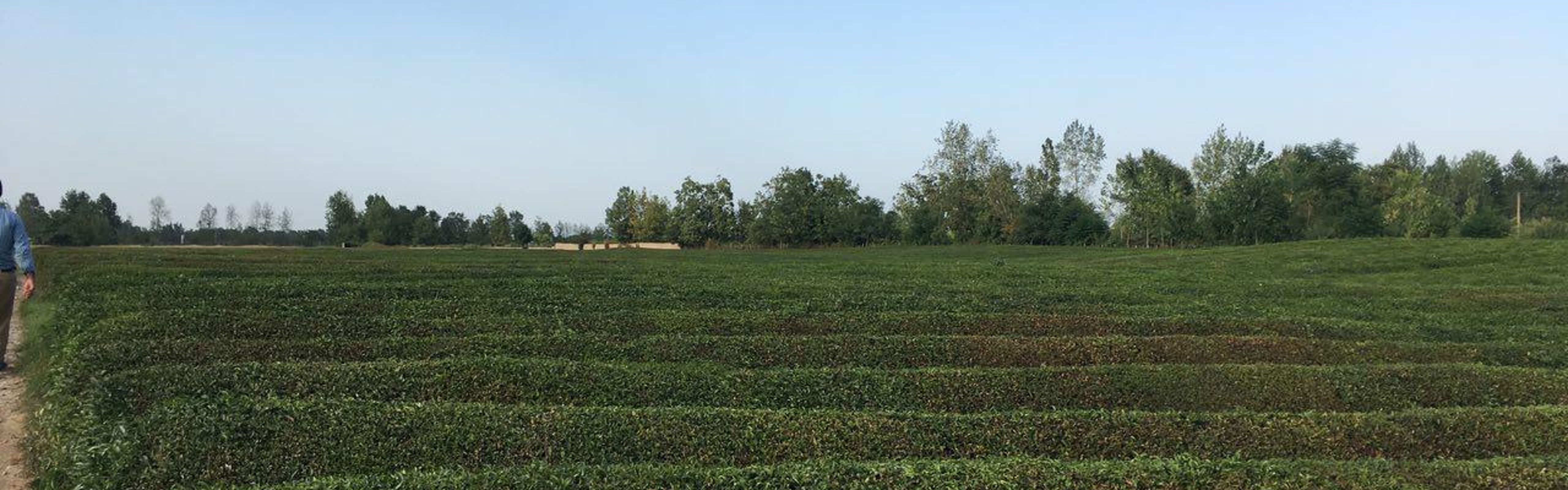 Iran Tea Tasting Tour - A Unique Journey to Lahijan